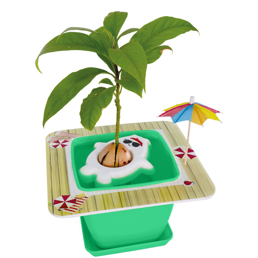 Pet Avocado Starter Kit