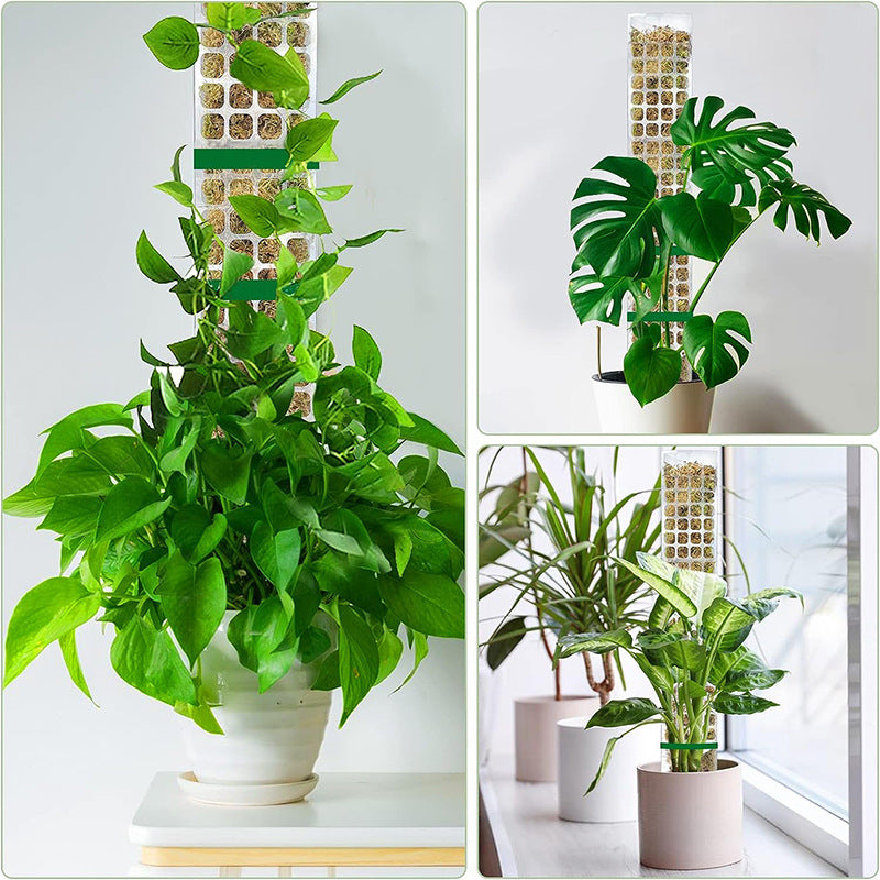 ertical Jungle Kit stackable moss pole with monstera aerial roots.