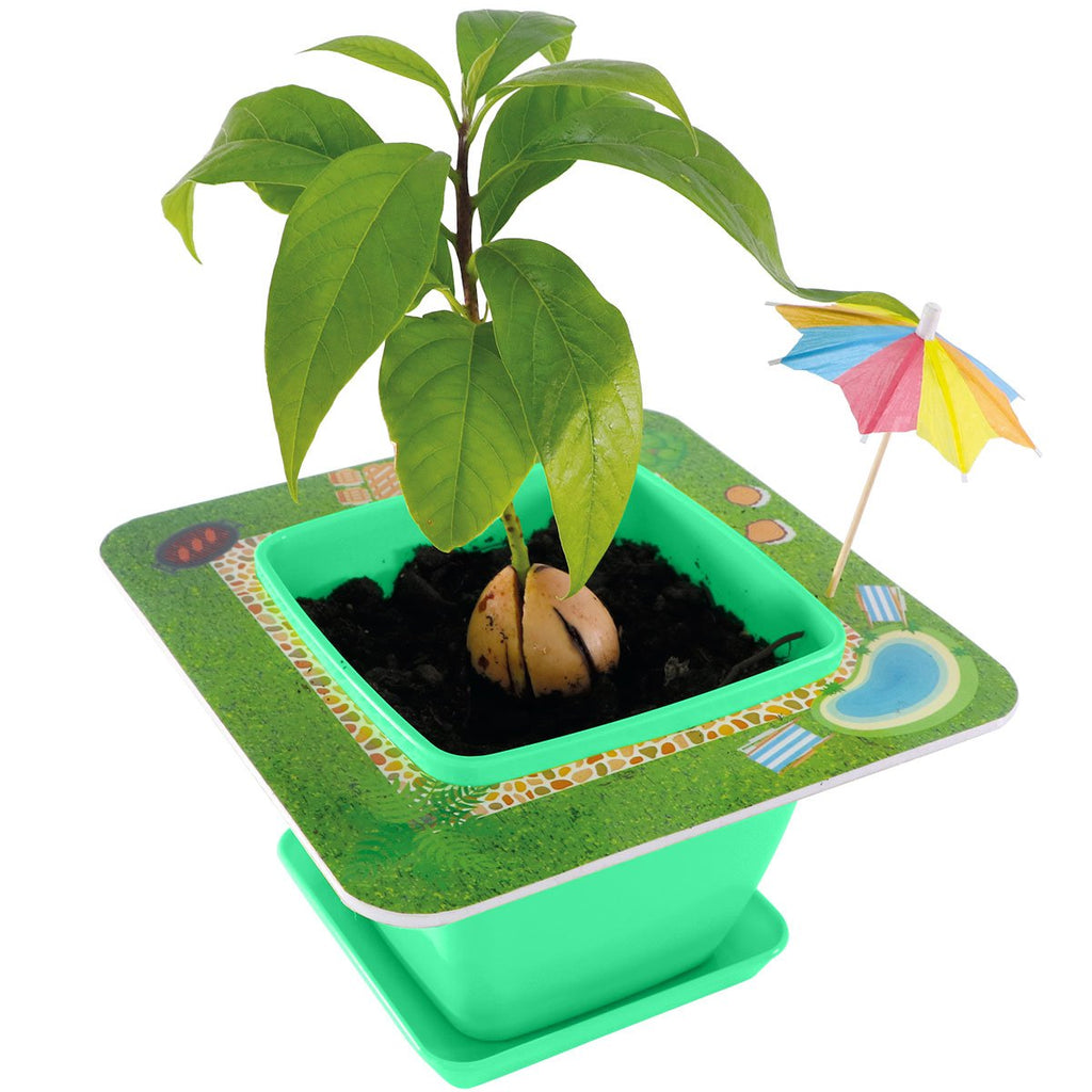 Pet Avocado Starter Kit