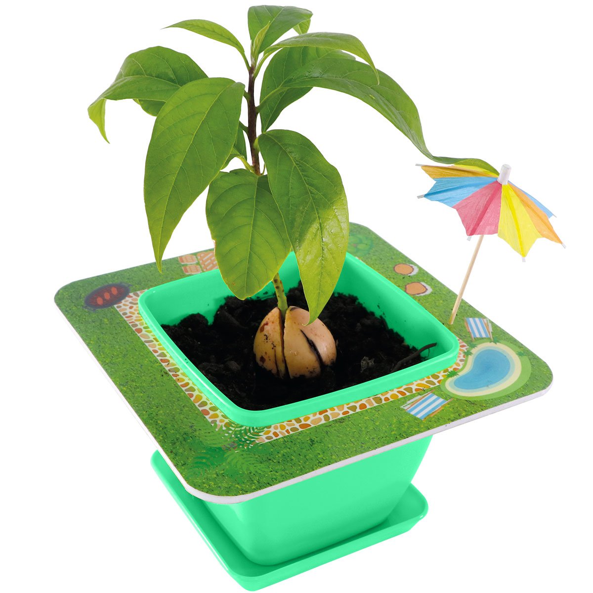 Pet Avocado Starter Kit