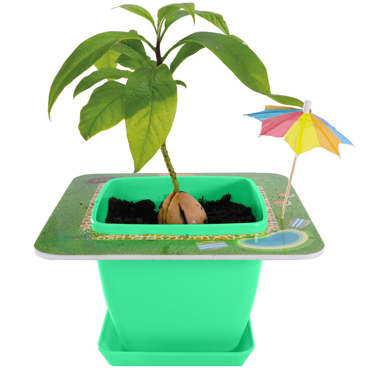 Pet Avocado Starter Kit