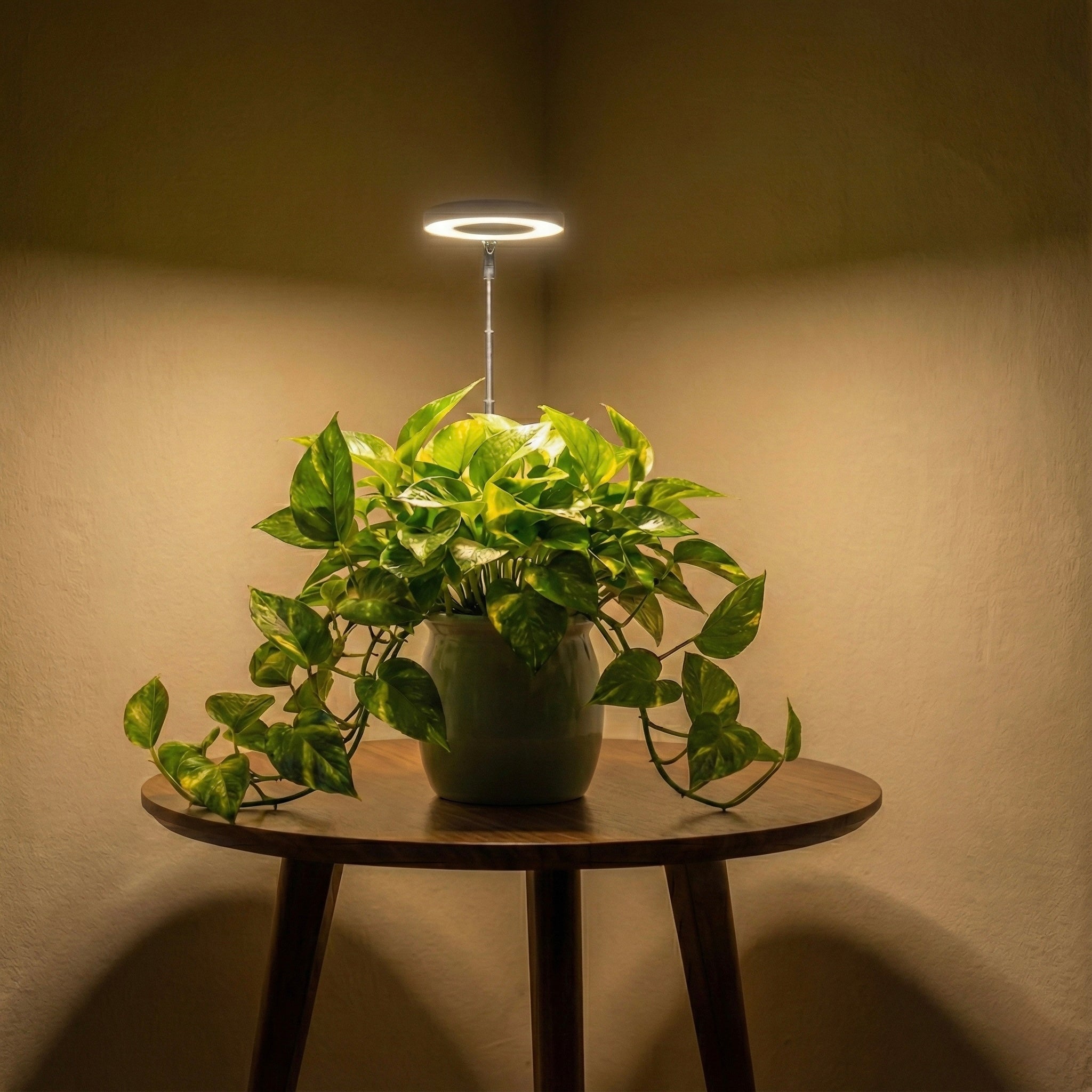 The Halo Grow Light | Winter Survival System