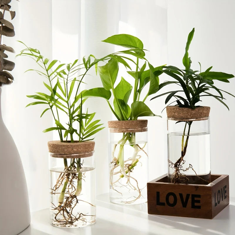 Hydroponics Plants Desktop Glass Planter Vase For Home