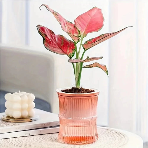 Lazy Hydroponic Flower Pot Automatic Water-Absorbing Flowerpot
