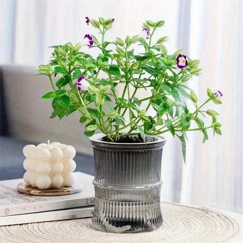 Lazy Hydroponic Flower Pot Automatic Water-Absorbing Flowerpot