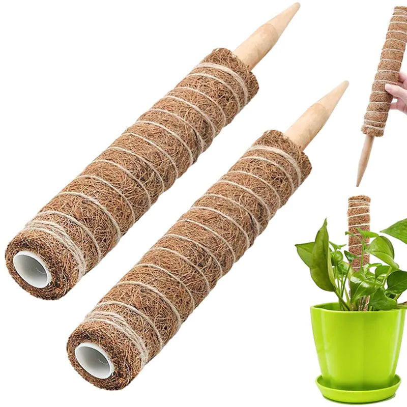 Two coir pots with wooden stakes and a green pot with a plant on a white background